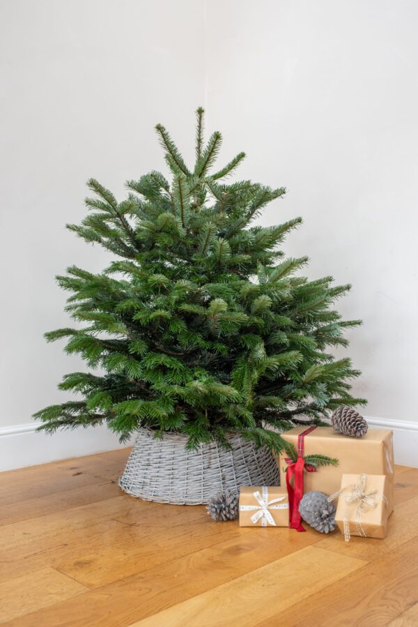 4FT Nordmann Fir (Low Needle Drop) Christmas Trees | Real Fresh ...