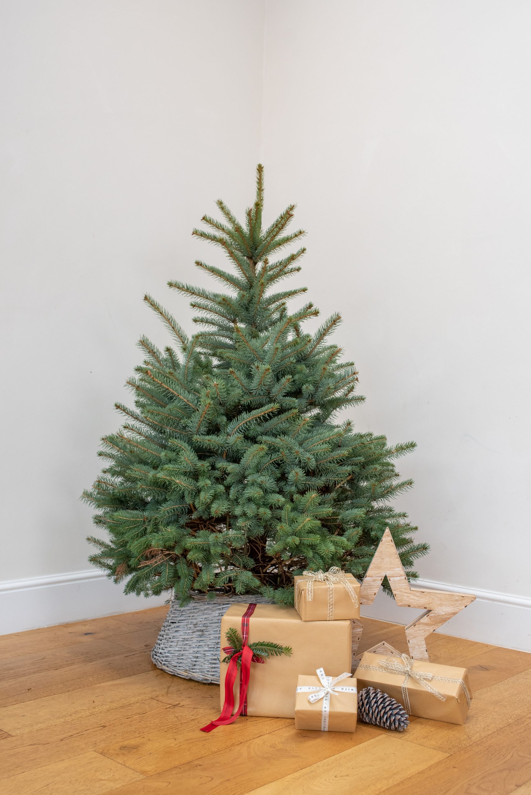 5FT Blue Spruce Christmas Trees | Real Fresh Christmas Trees