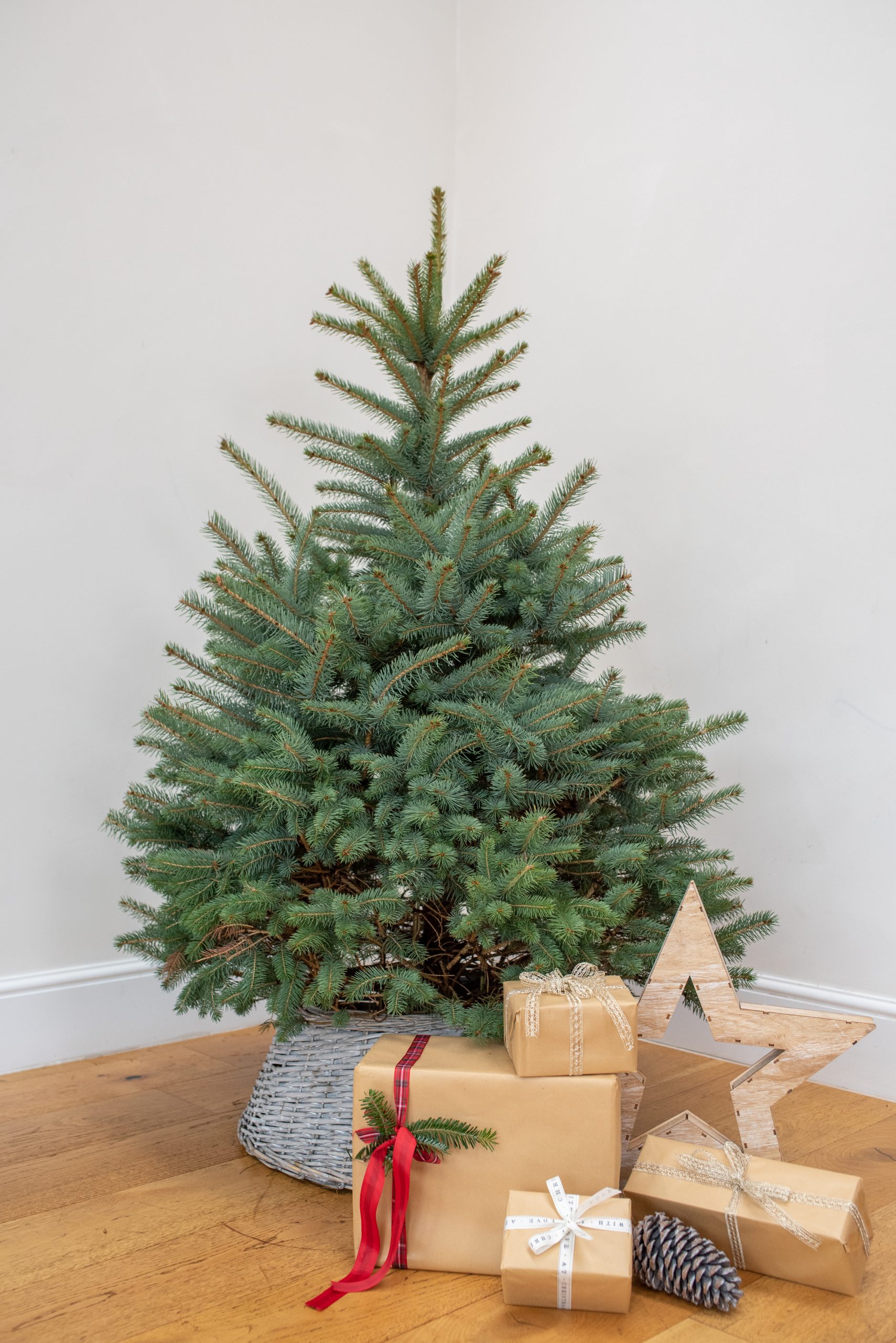 8FT Blue Spruce Christmas Trees | Real Fresh Christmas Trees