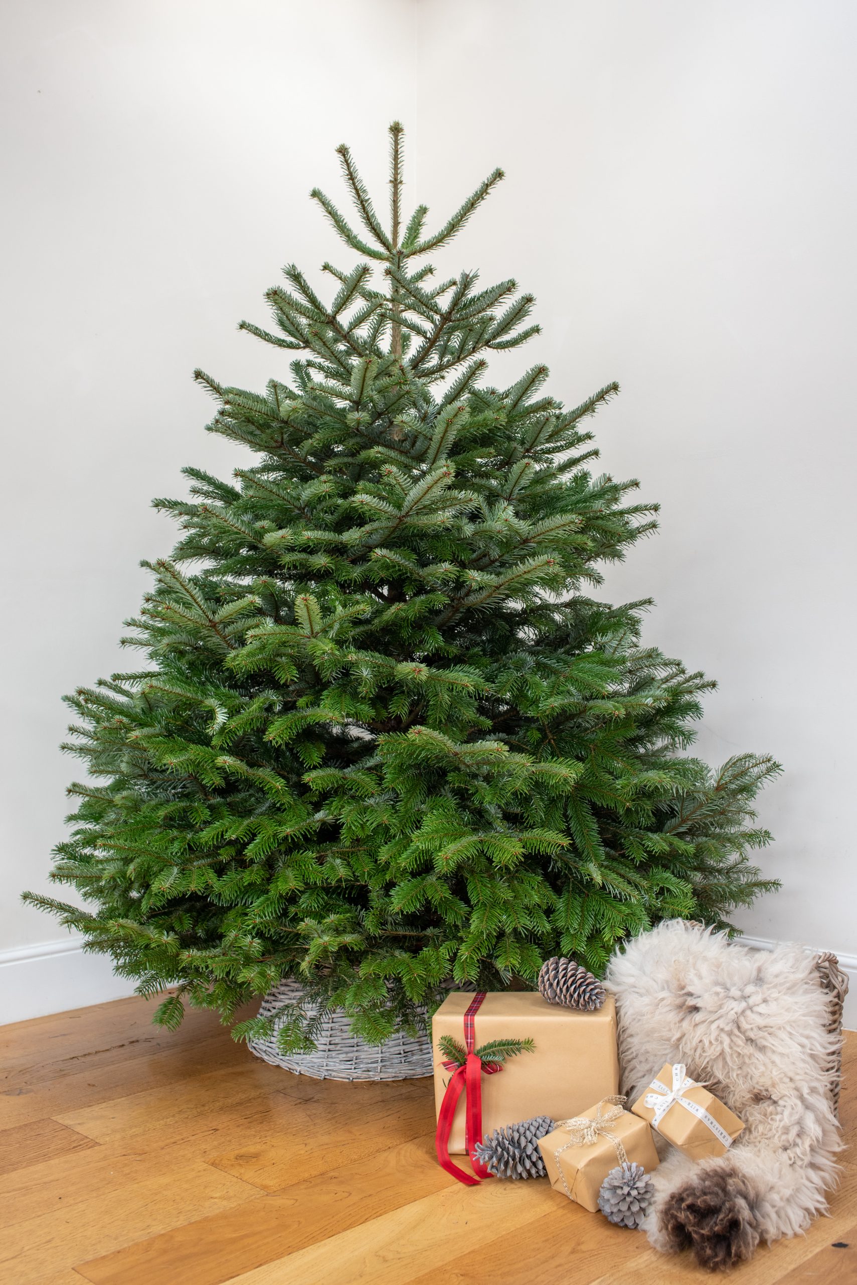 6FT Nordmann Fir (Low Needle Drop) | Real Fresh Christmas Trees